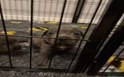 Staffordshire Bull Terrier dogs for sale: Kc Blue staffordshire bull terrier puppies - Image 14