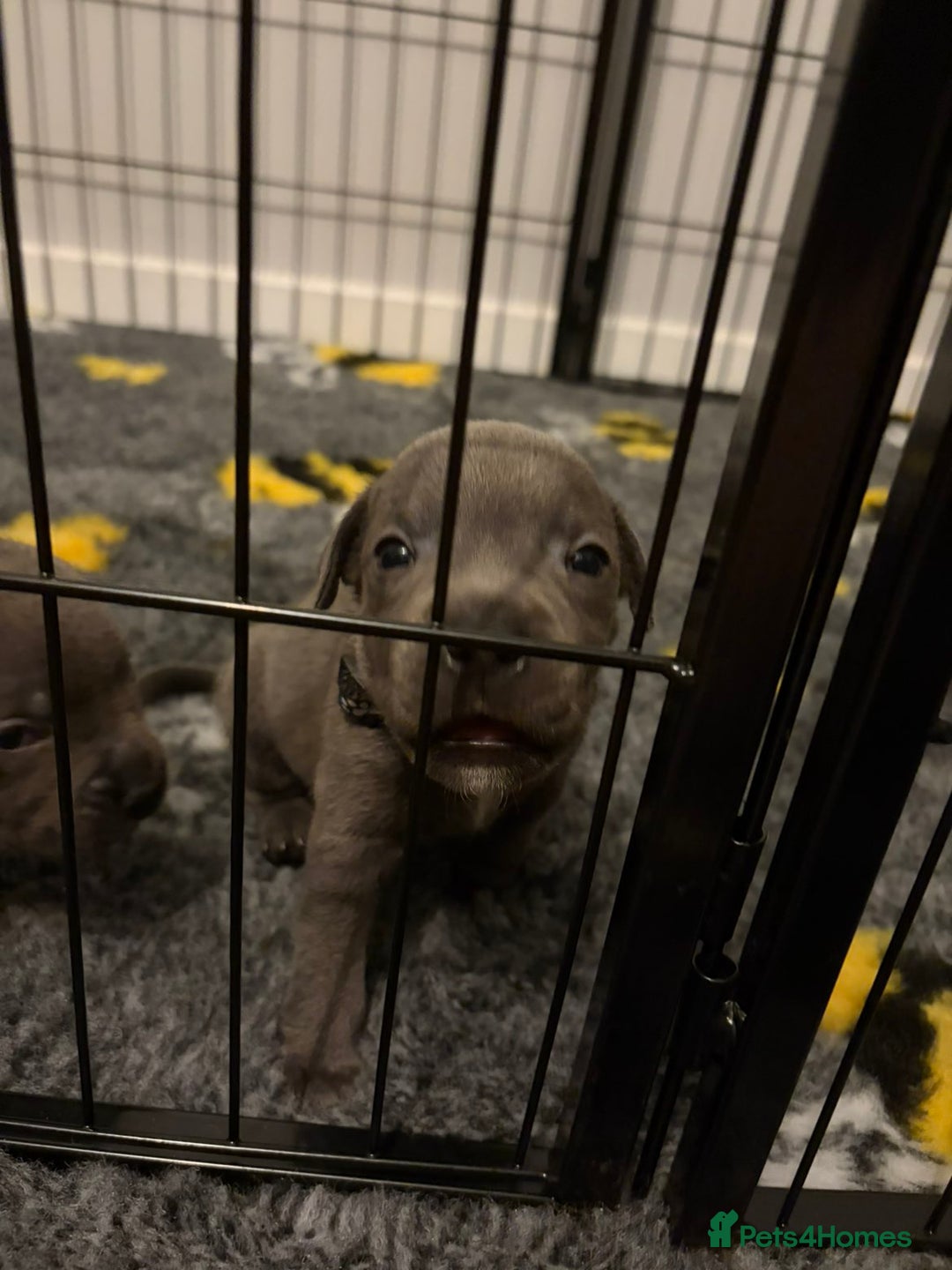 Staffordshire Bull Terrier dogs for sale: Kc Blue staffordshire bull terrier puppies - Image 14