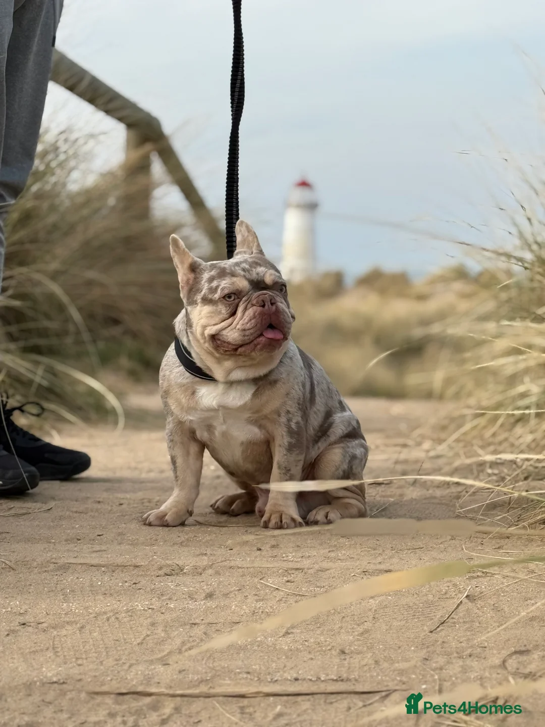 French Bulldog dogs for stud: Newshade Merle & tan pink&fluffy producer PROVEN  in Bagillt - Advert 9