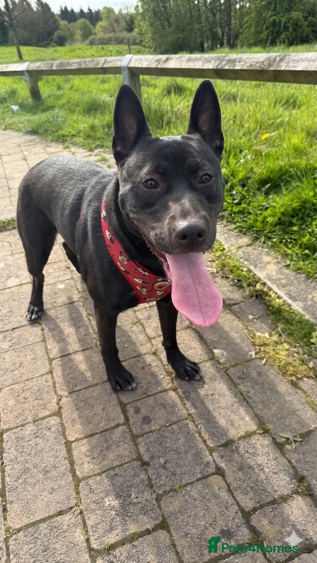 Mixed Breed dogs for sale: 18 Month Old German Shepherd, American Bully Bambi in Tiverton - Advert 1