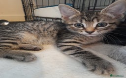 Mixed Breed cats for sale: Kittens available  - Image 4