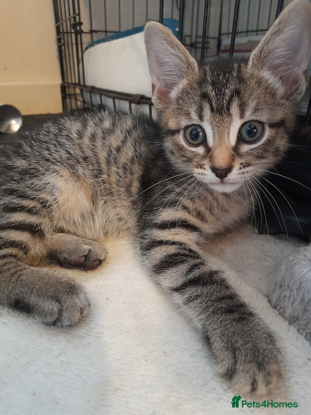 Mixed Breed cats for sale: Kittens available  - Image 4