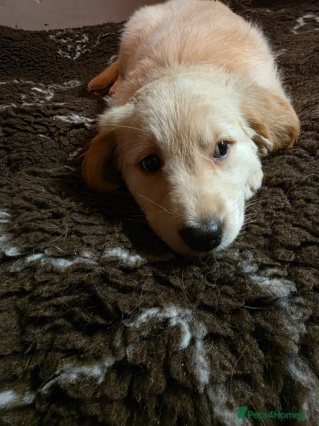 Golden Shepherd dogs for sale: Golden shepherd girl - Advert 9