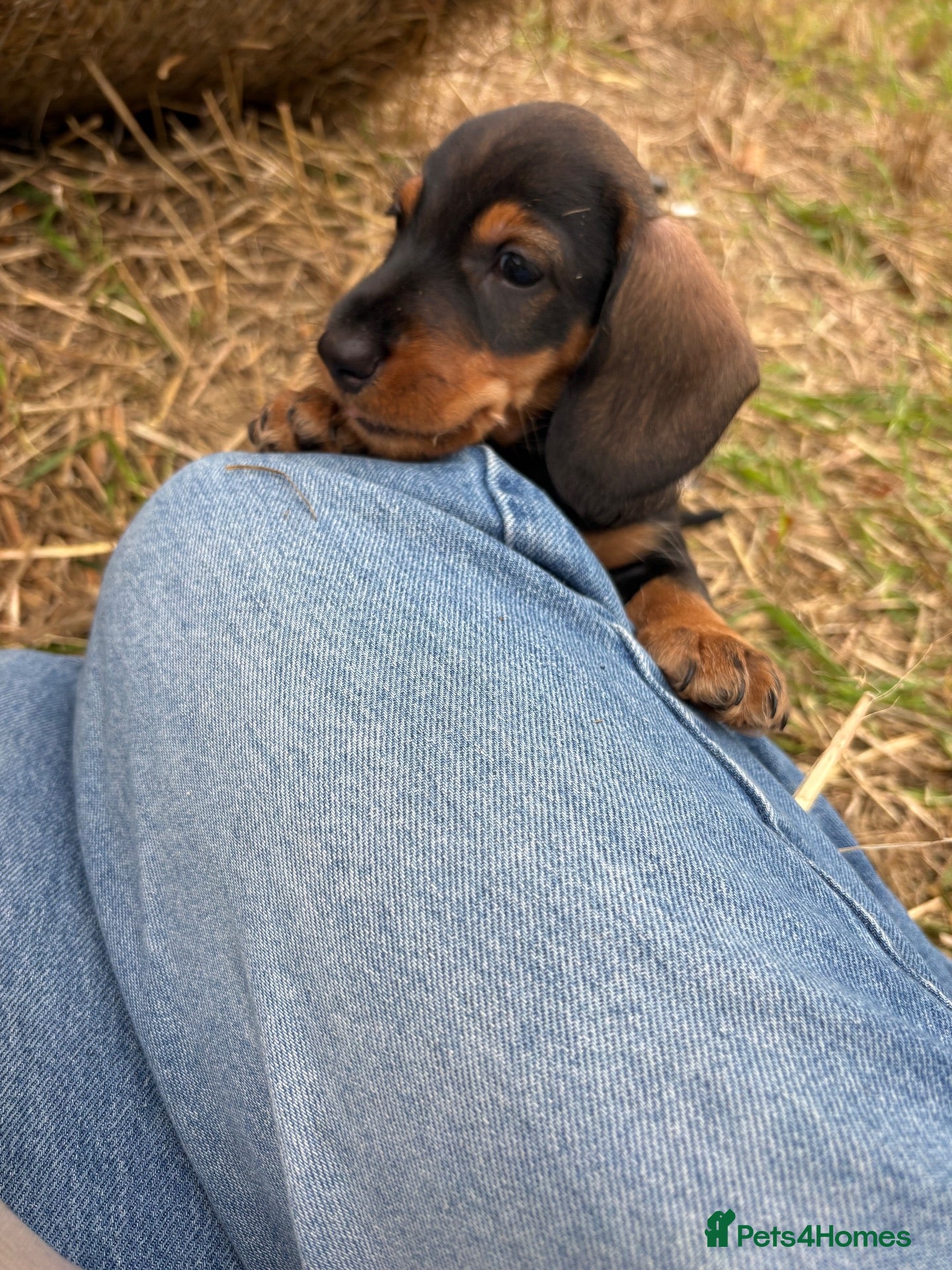 Dachshund dogs ✨Health tested quality KC standard dachshunds✨  - Advert 2