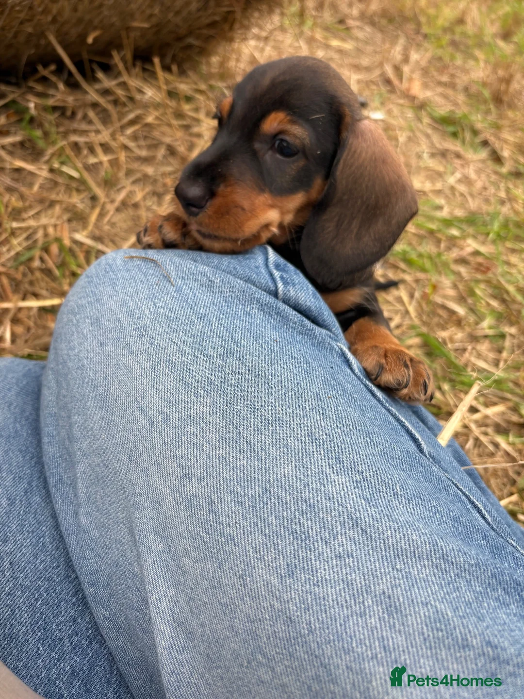 Dachshund dogs for sale: ✨2 boys. Health tested KC standard dachshunds✨  - Advert 2