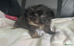 Cockapoo dogs for sale: GORGEOUS F1 MERLE COCKAPOOS HEALTH TESTED PARENTS - Image 14
