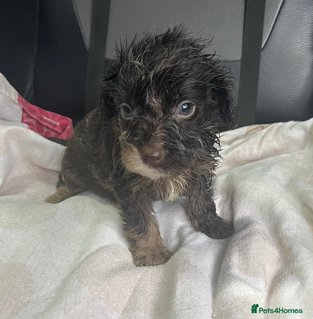 Cockapoo dogs for sale: GORGEOUS F1 MERLE COCKAPOOS HEALTH TESTED PARENTS - Image 14