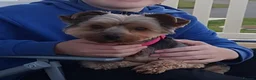 Yorkshire Terrier dogs for sale: Yorkshire Terrier looking for a new home. - Advert 5