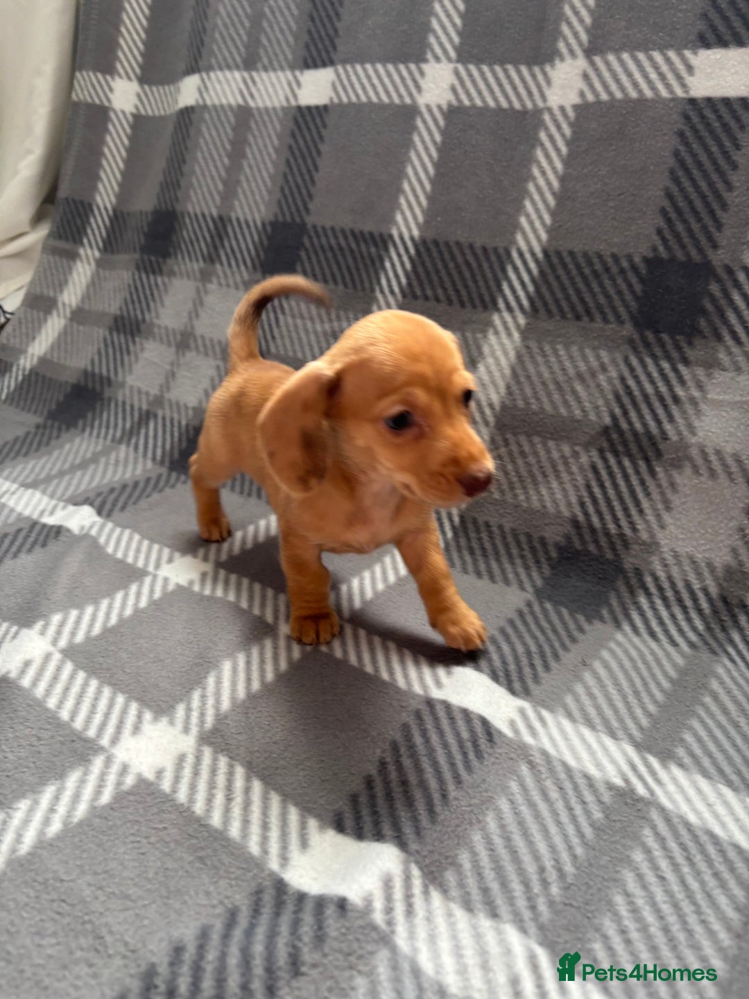 Dachshund dogs for sale: LAST 2 READY NOW Dachshund Puppies (1F, 1M) - Image 11