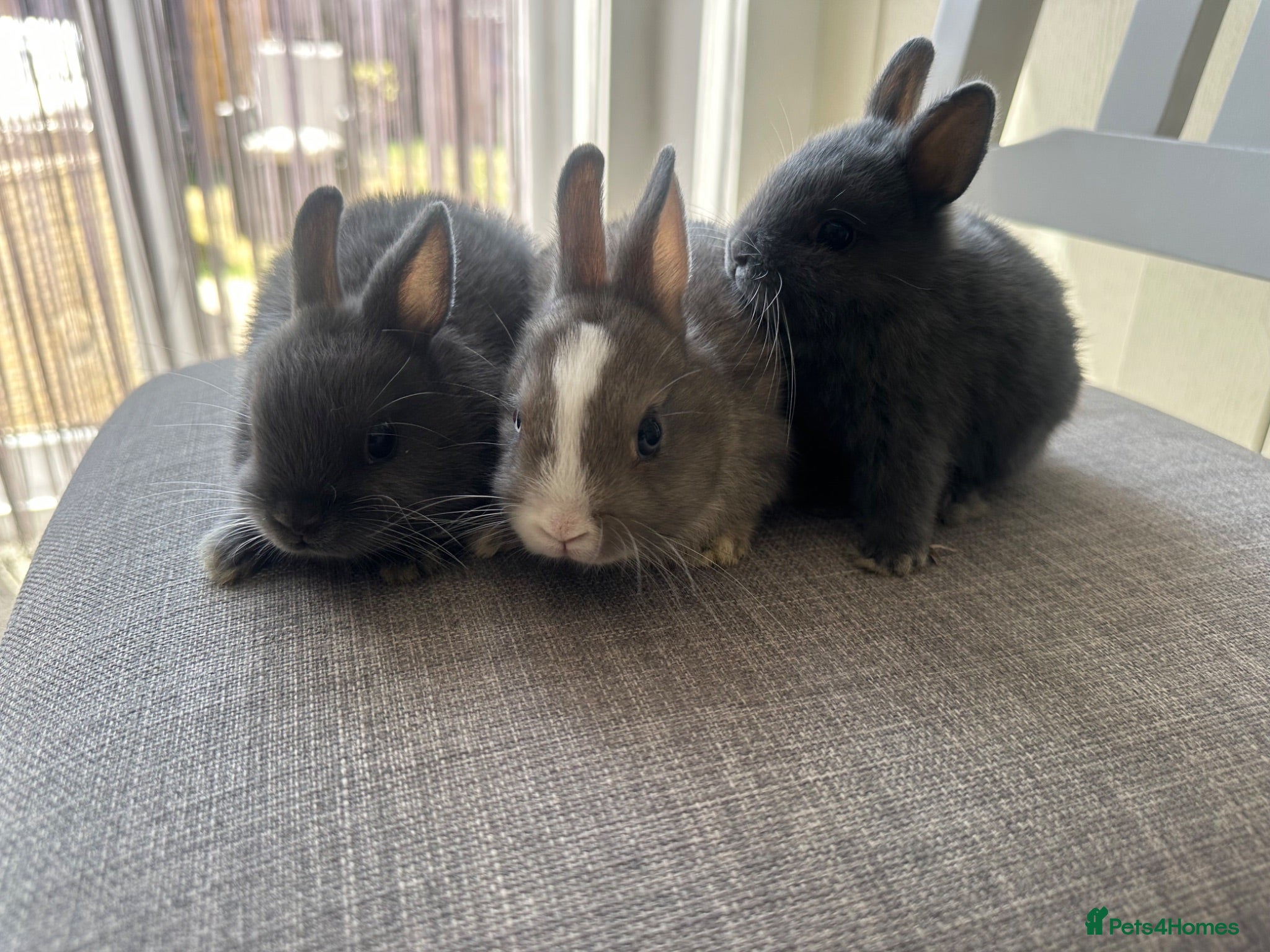 Netherland Dwarf rabbits Lovely Netherlands dwarf baby rabbits. - Advert 1
