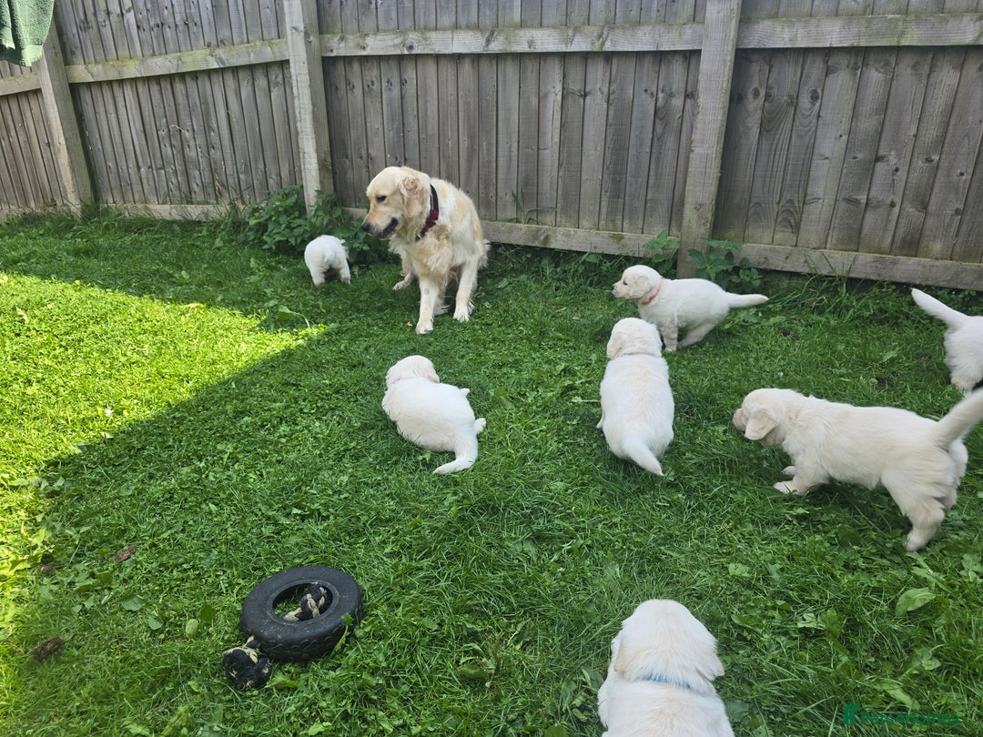 Golden Retriever dogs for sale: Cream Golden Retriever Puppies –Family Raised  - Image 29
