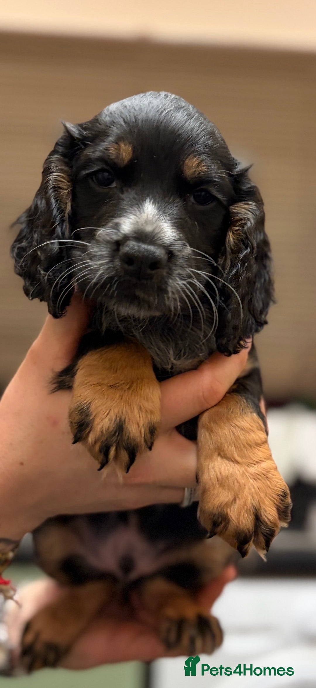 Cocker Spaniel dogs for sale: Beautiful kc registered working cocker spaniels - Advert 15