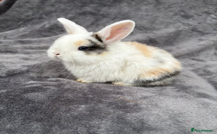 Mini Lop rabbits - Advert 1