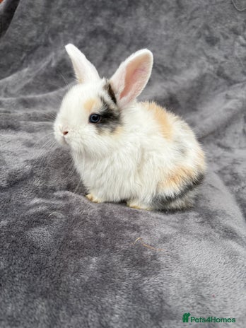 Mini Lop rabbits - Advert 12