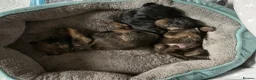 Border Terrier dogs for sale: Home Bred Border Terrier Puppoes  in Haverhill - Advert 4
