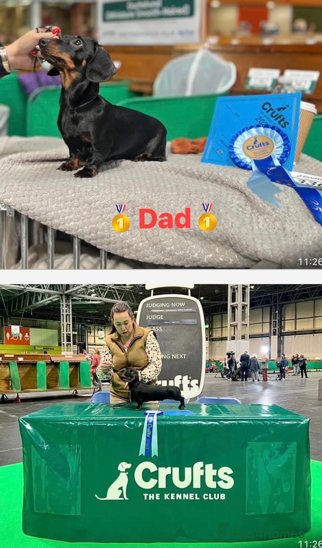 Miniature Dachshund dogs for sale: 🥇KC Registered Miniature Dachshunds Champion Line - Advert 35