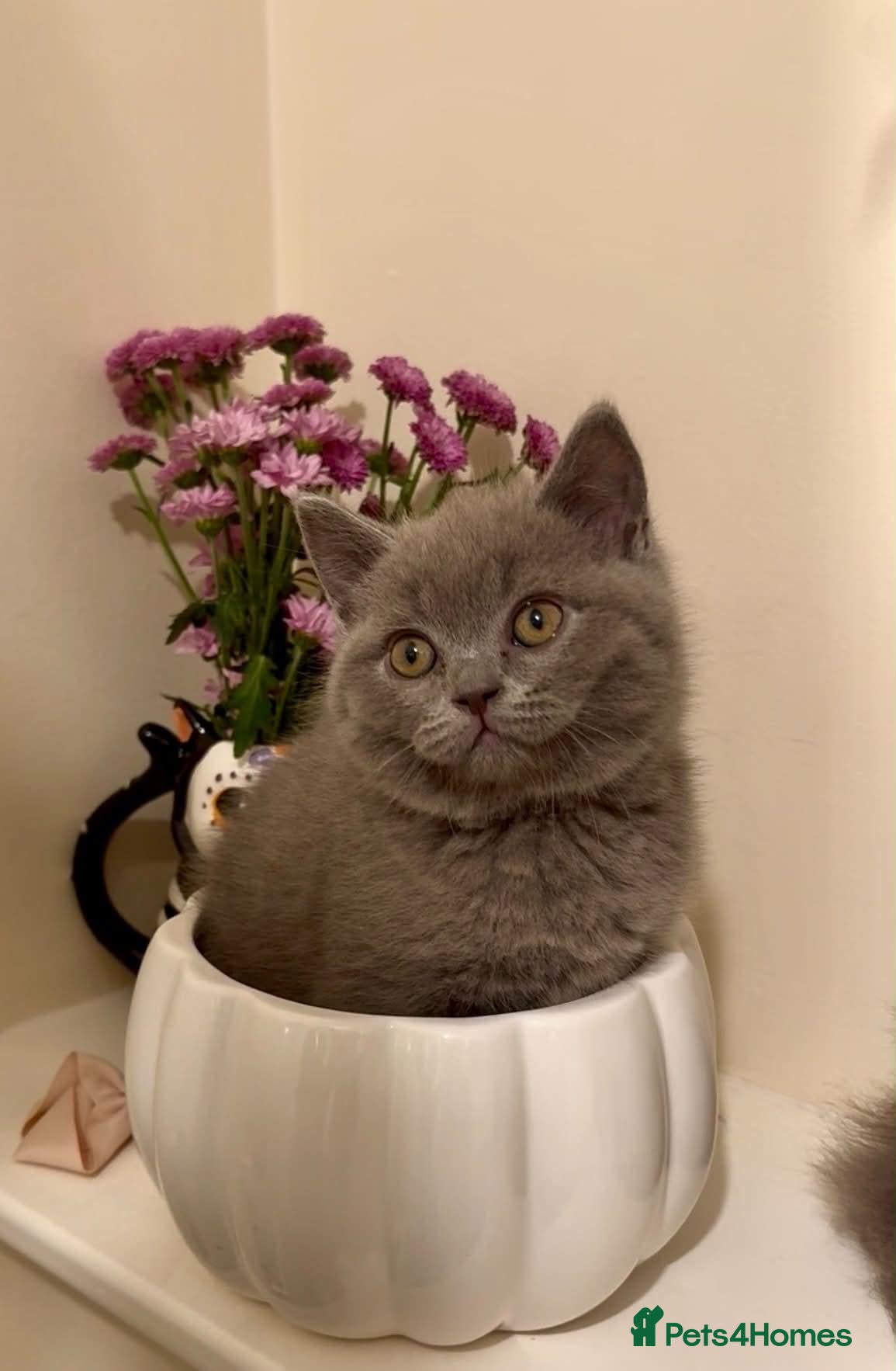 British Shorthair cats Beautiful British Shorthair Kittens - Advert 2