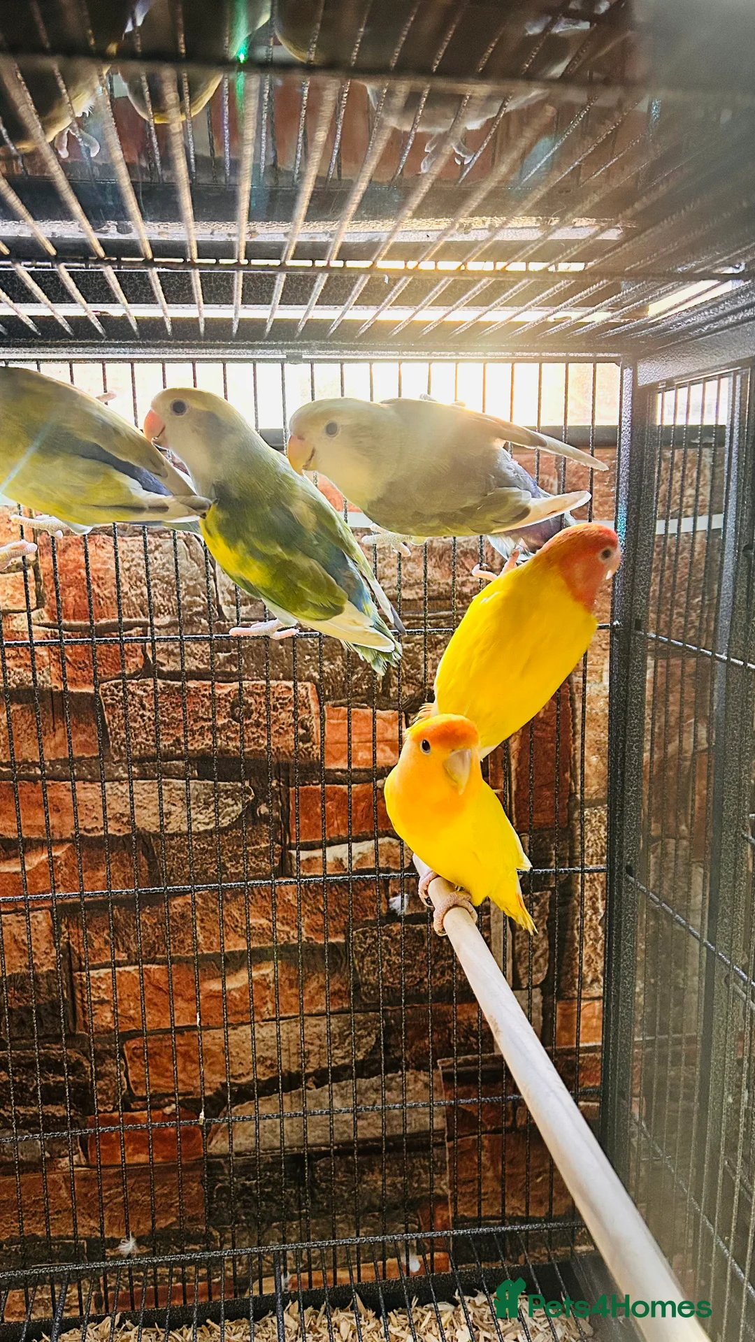 Lovebirds birds for sale: Various peachface lovebirds for sale  - Advert 10