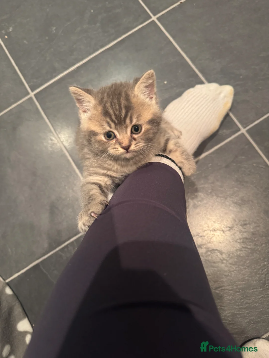 British Shorthair cats for sale: British short hair kittens  in Runcorn - Advert 18