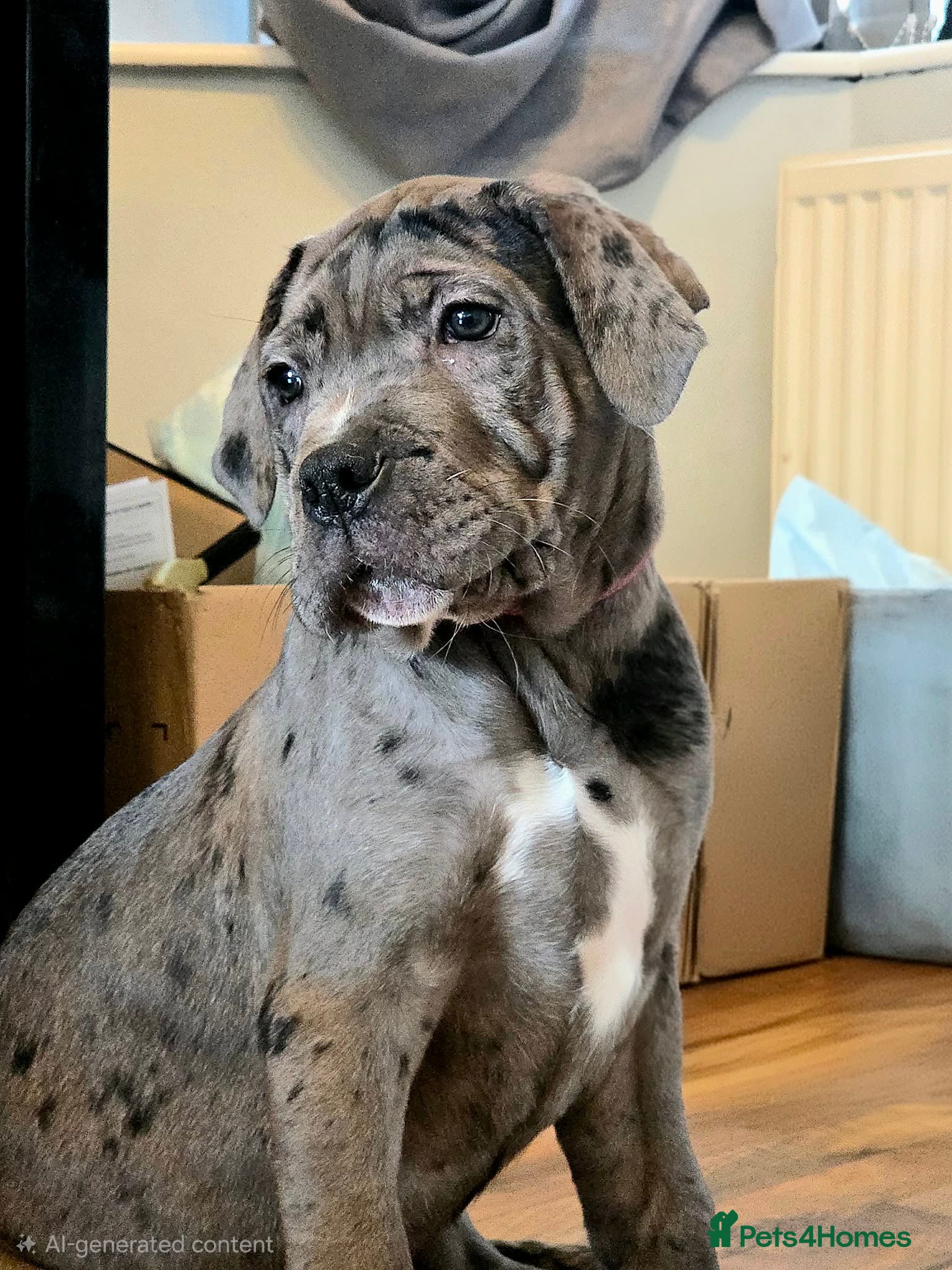 Cane Corso dogs Stunning silver blue merle female - Advert 3