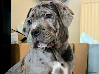 Cane Corso dogs Stunning silver blue merle female - Advert 3