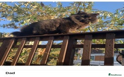 British Longhair cats for sale: British Long/Short Hair Adorable Kittens - Advert 31