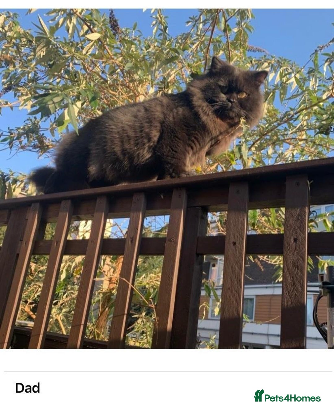 British Longhair cats for sale: British Long/Short Hair Adorable Kittens - Advert 31