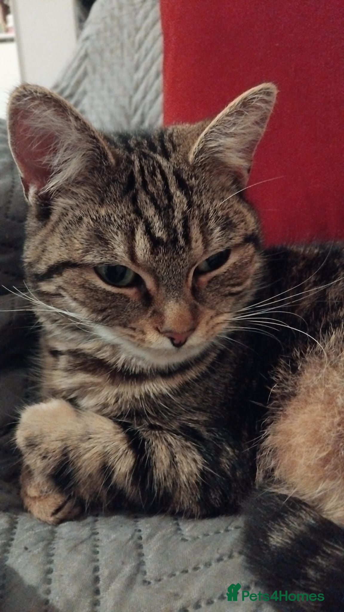 Mixed Breed cats Kittens for sale - Advert 1