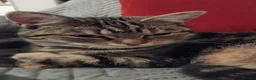 Mixed Breed cats for sale: Kittens for sale - Advert 1