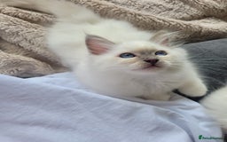 Birman cats for sale: Birman babies ready now. 26 years experience  in Billingham - Image 17