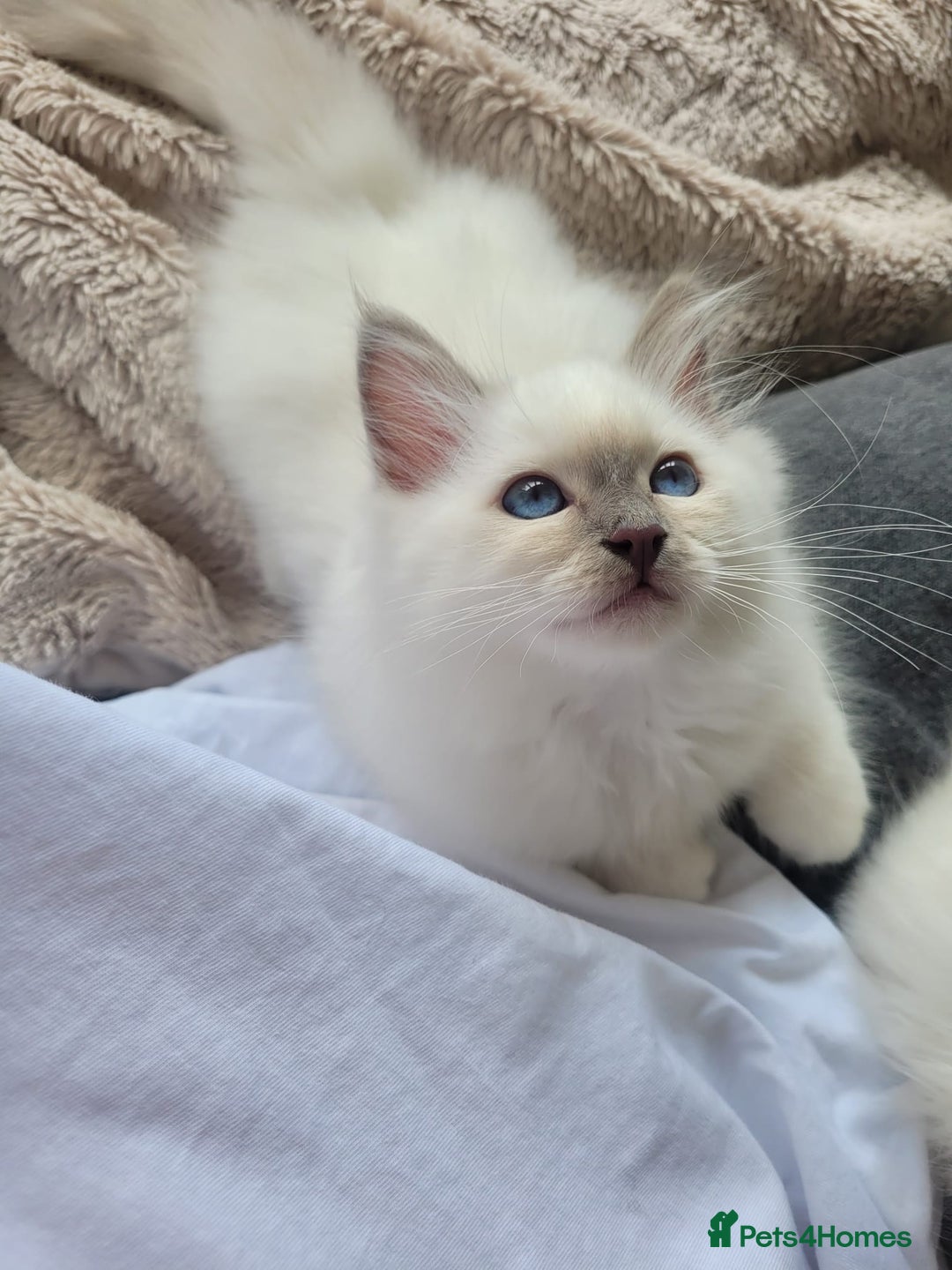 Birman cats for sale: Birman babies ready now. 26 years experience  in Billingham - Image 17