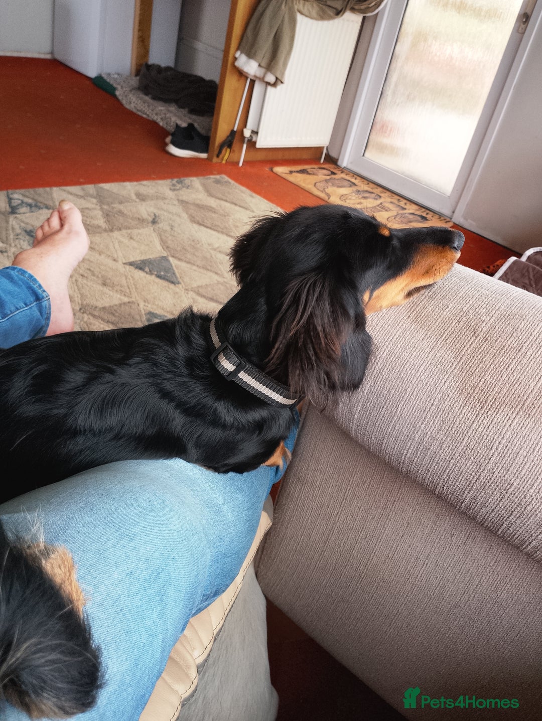 Miniature Dachshund dogs for sale: Miniature dashchund  - Advert 2