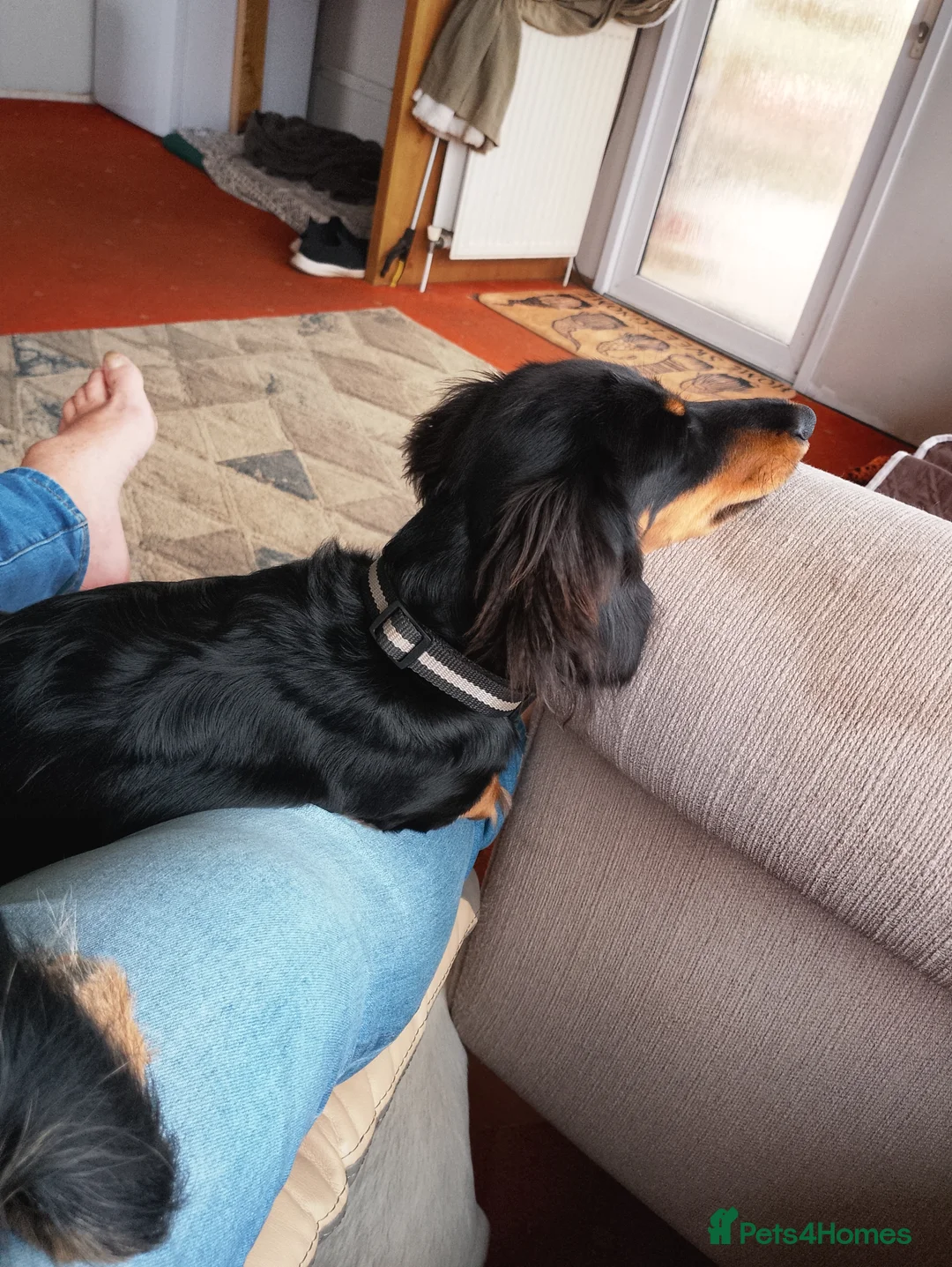 Miniature Dachshund dogs for sale: Miniature dashchund  - Advert 2