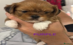 Lhasa Apso dogs for sale: Full Pedigree KC REG LHASA APSO PUPPIES !!! - Image 14