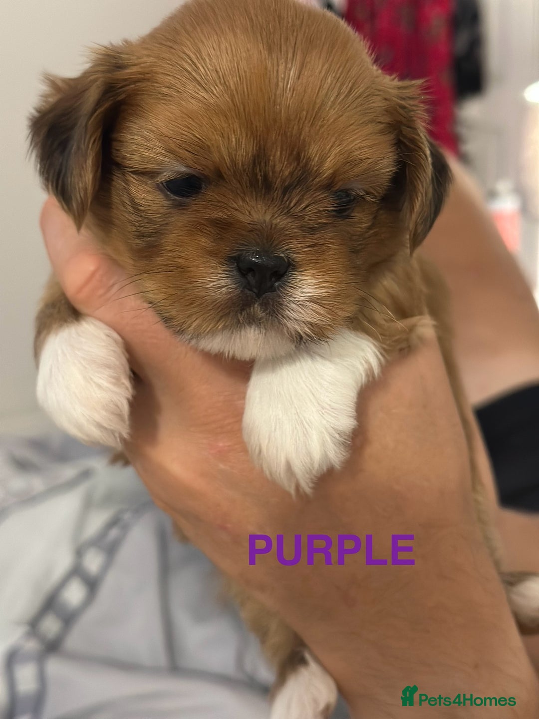 Lhasa Apso dogs for sale: Full Pedigree KC REG LHASA APSO PUPPIES !!! - Image 14