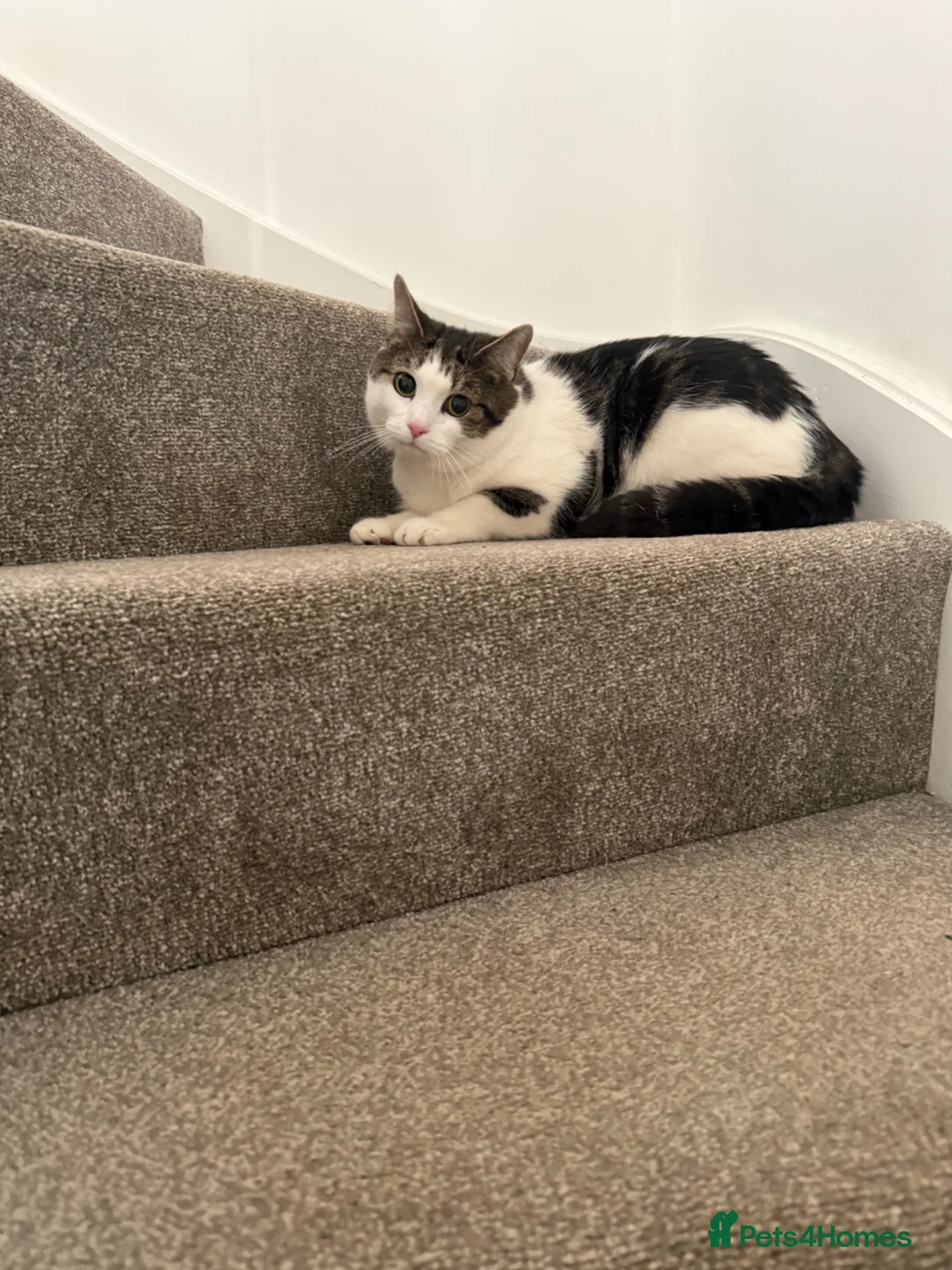 British Shorthair cats for sale: 3 Year Old Male Cat Looking for His Forever Home - Advert 4