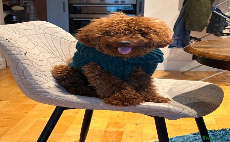 Cavapoo dogs - Advert 6