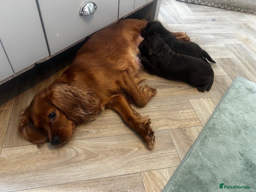 Sprocker dogs for sale: ONE BLACK BOY LEFT❤️‍🩹 - Advert 23