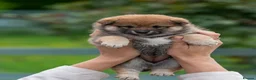 Japanese Shiba Inu dogs for sale: Exclusive Japanese Shiba Inu Puppies  🇯🇵 - Advert 13