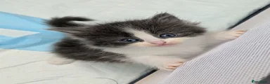 Ragdoll 1