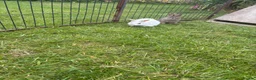 Mini Lop rabbits for sale: Mini lop for sale - Advert 5