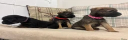 Border Terrier dogs for sale: KC reg border terrier pups  - Advert 9