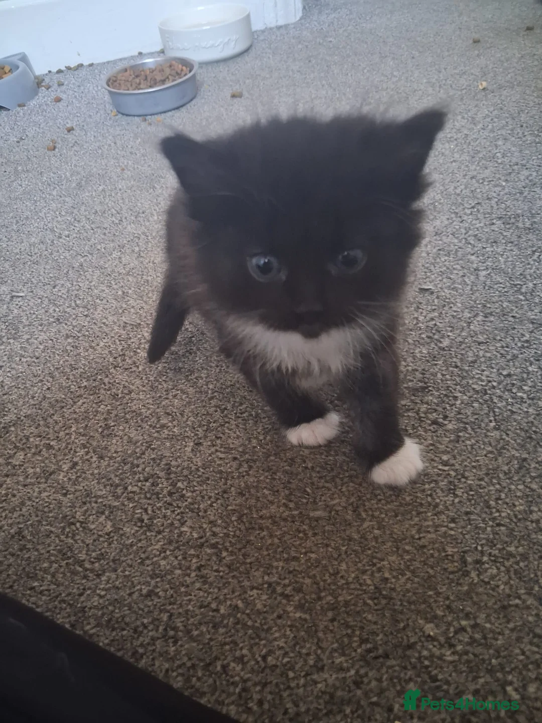 Mixed Breed cats for sale: Male kitten in March - Advert 4