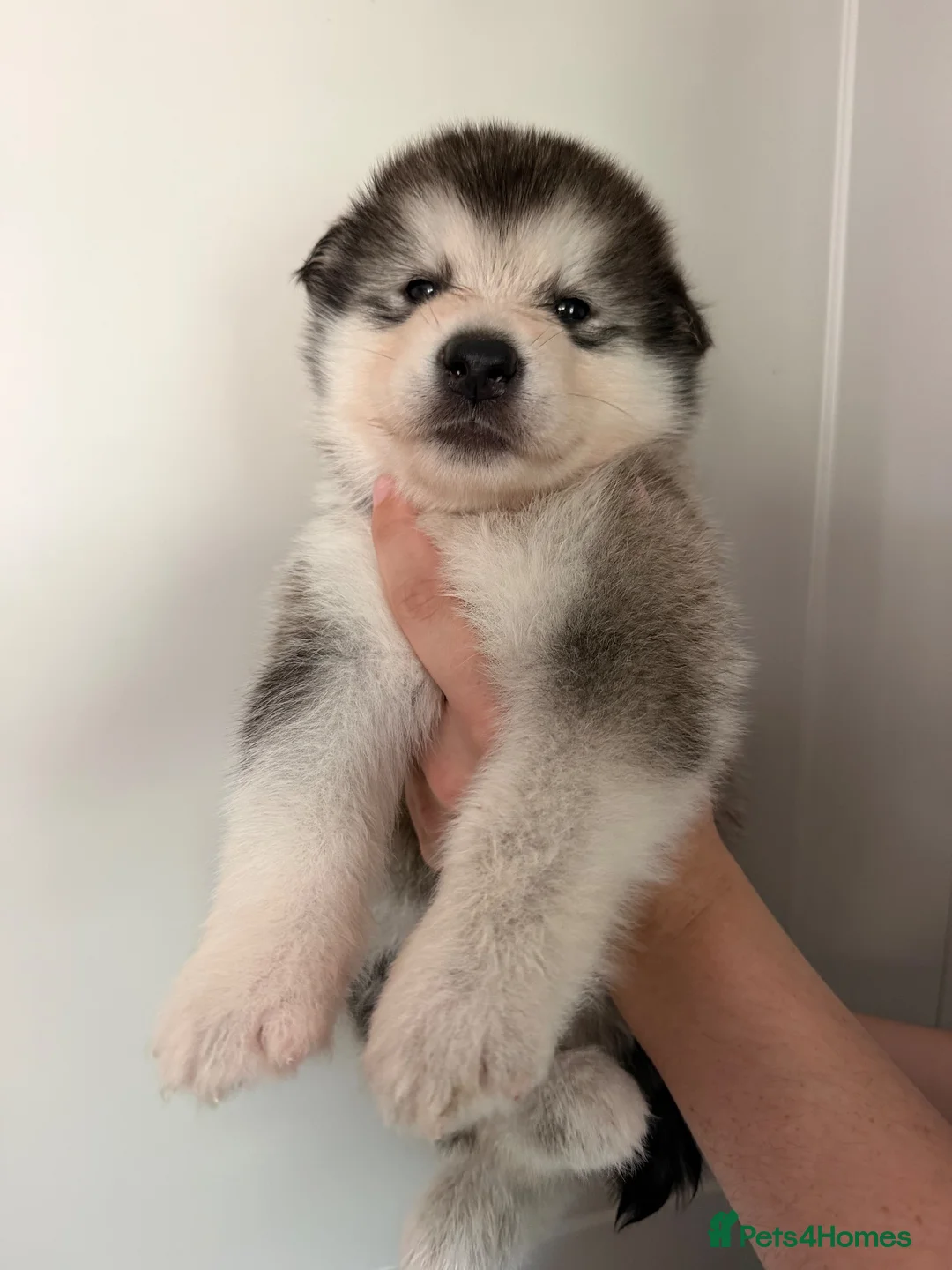 Alaskan Malamute dogs for sale: RKC registered litter of 6 beautiful boys - Advert 7