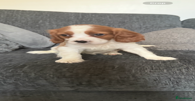 Cavalier King Charles Spaniel dogs - Advert 1