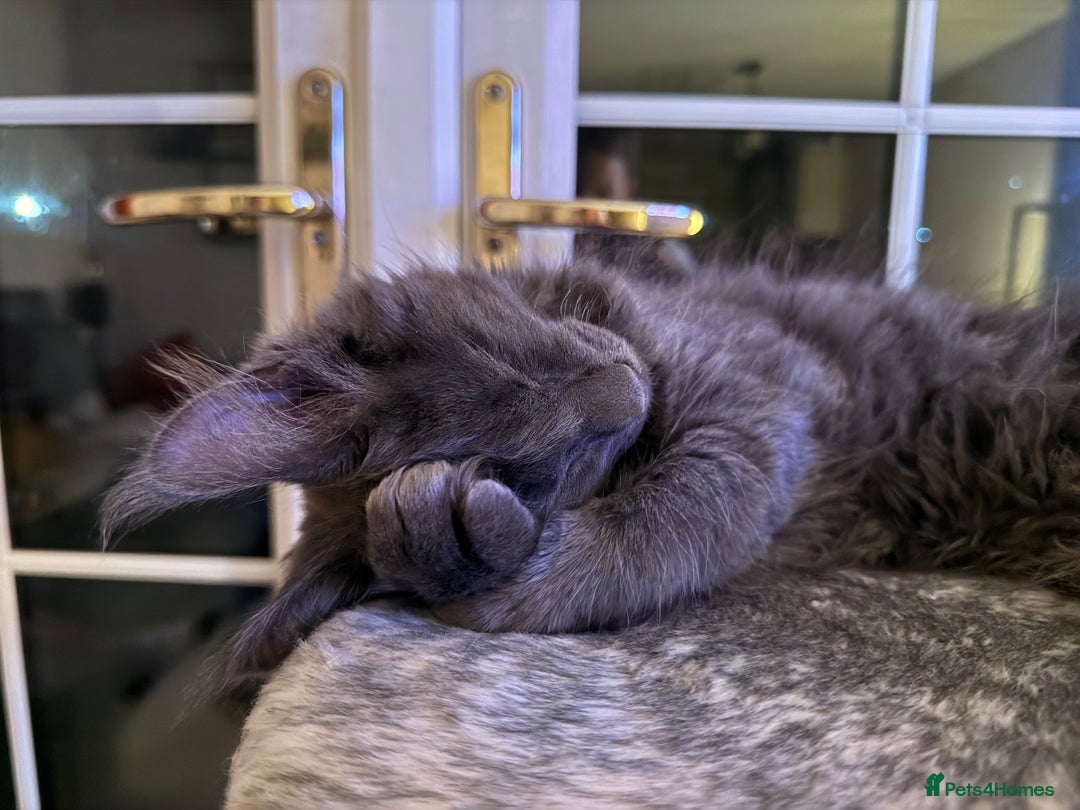 Maine Coon cats for sale: 6 remaining kittens - Advert 4