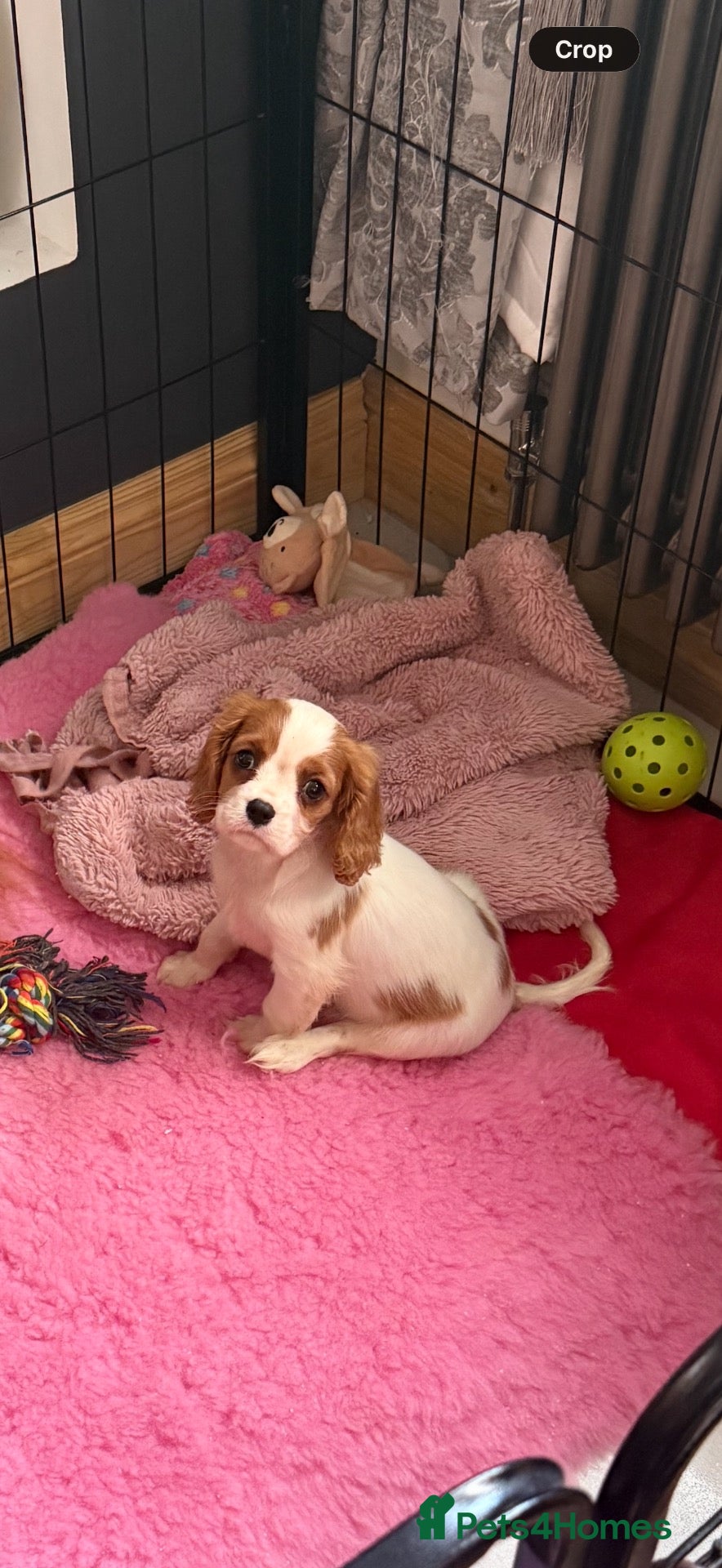 Cavalier King Charles Spaniel dogs DNA clear and kc registered cavalier puppies  - Advert 2