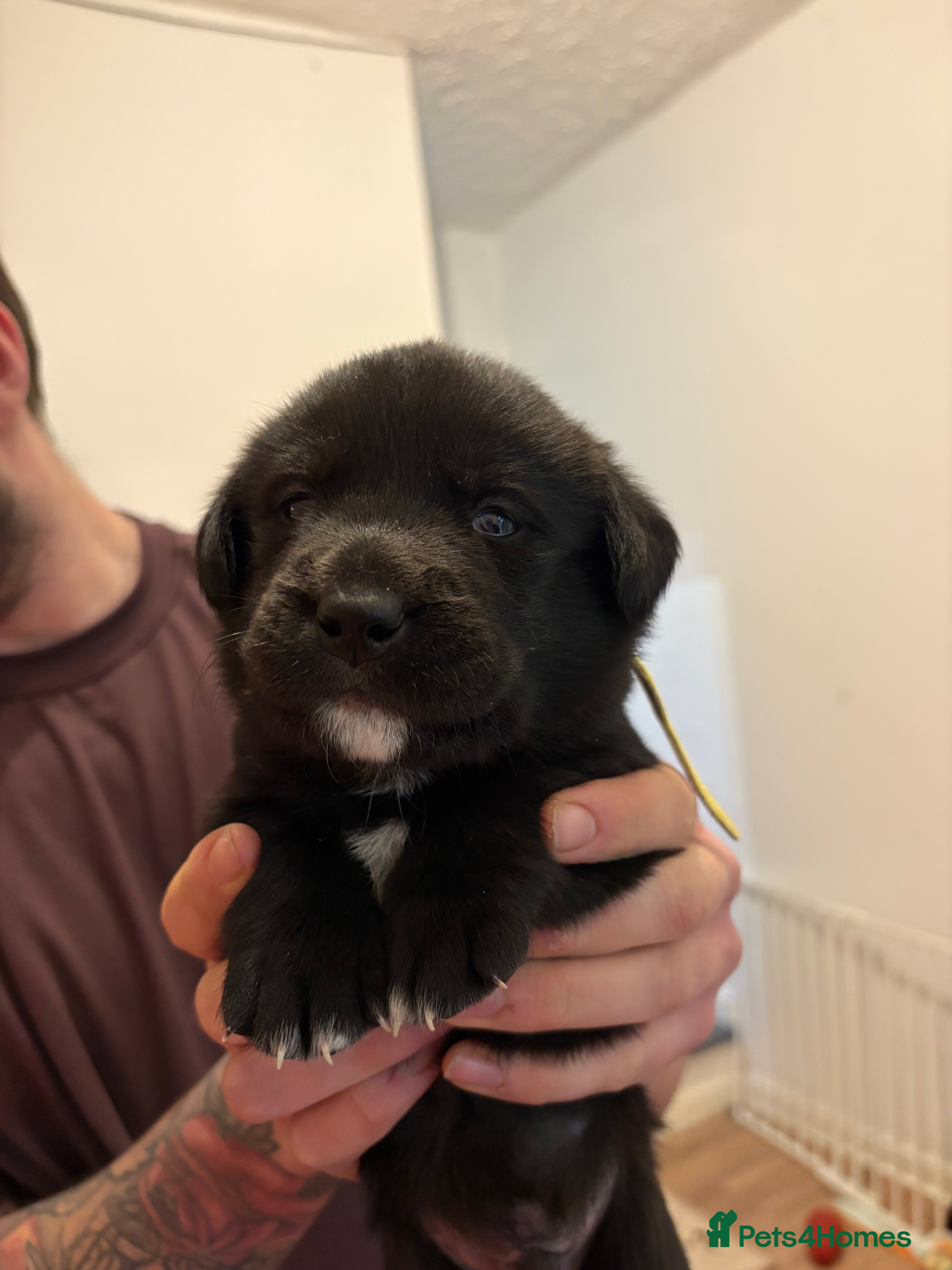 Mixed Breed dogs 🐾 Huskador puppies for sale 🐾 - Advert 1