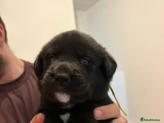 Mixed Breed dogs 🐾 Huskador puppies for sale 🐾 - Advert 1