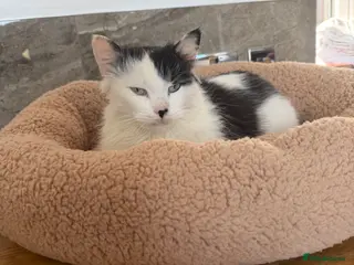 British Longhair cats Mimis beautiful litter - Advert 6